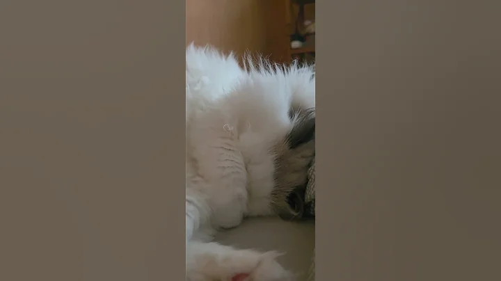 Video 11904241: cats cute kittens playing, cat kittens playing funny