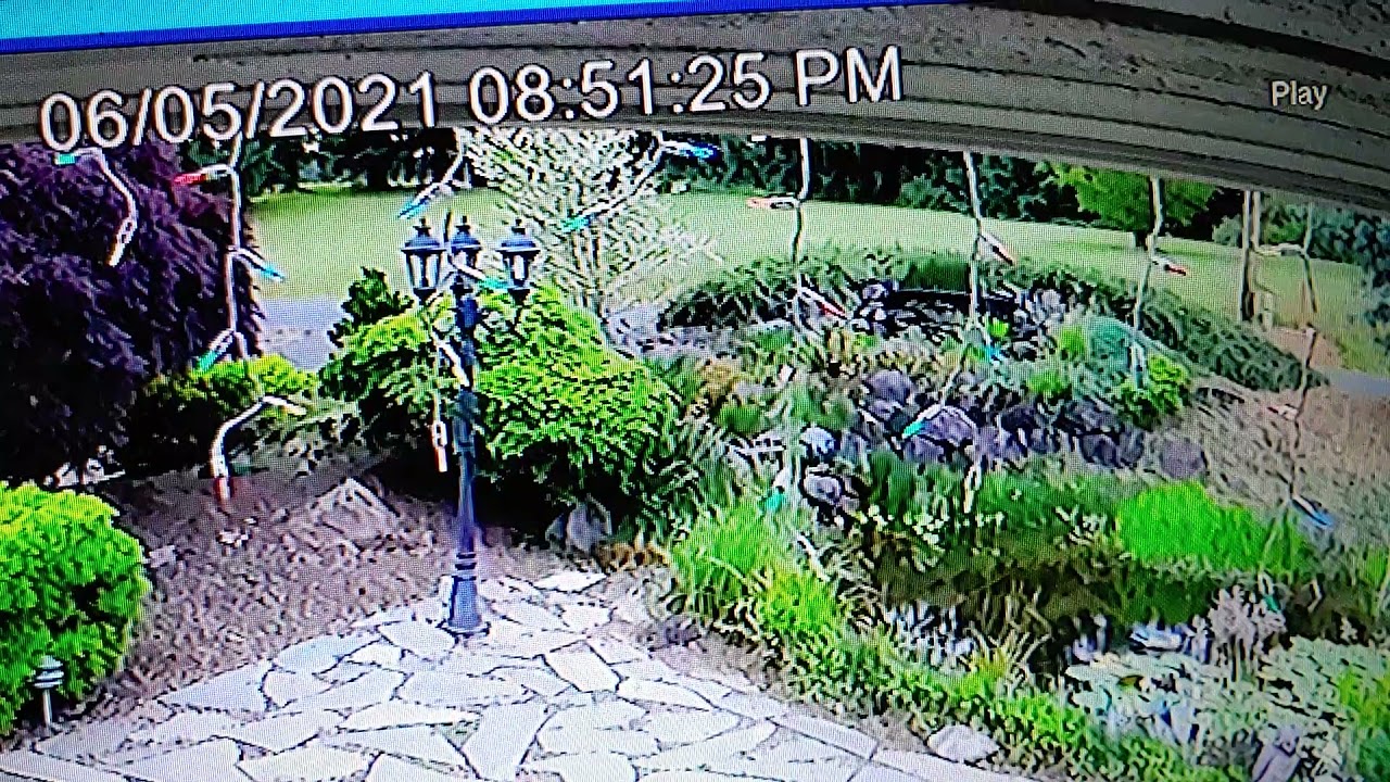 Earthquake caught on SECURITY CAMERA FOOTAGE POND SLOSHING SIDE TO SIDE
