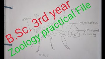 Bsc 3rd year zoology practical file