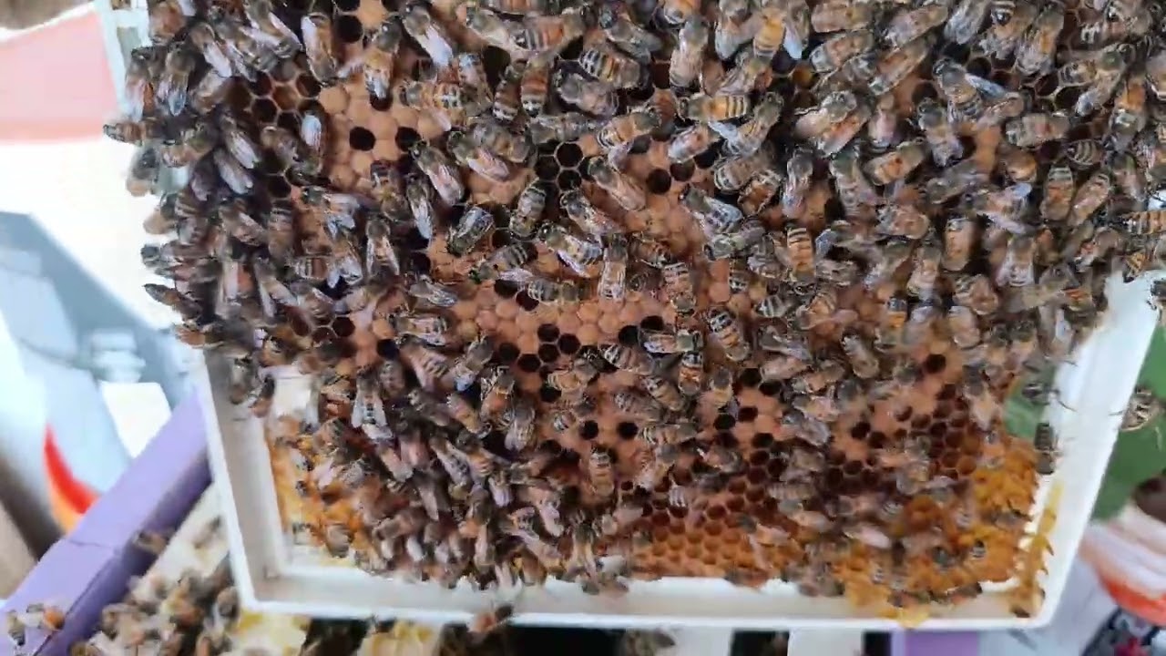 Kışa Hazırlık: Şurup Sonrası Arı Gücü Ne Durumda?🐝 Arılar Zayıflıyor mu? #karniyol #belfast #bee 