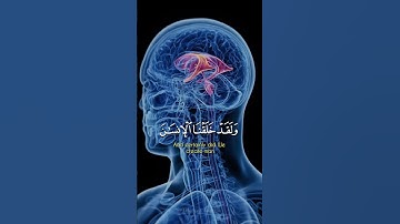 ولقد خلقنا الإنسان من سلالة من طين | القارئ إسلام صبحي | تلاوات جميلة