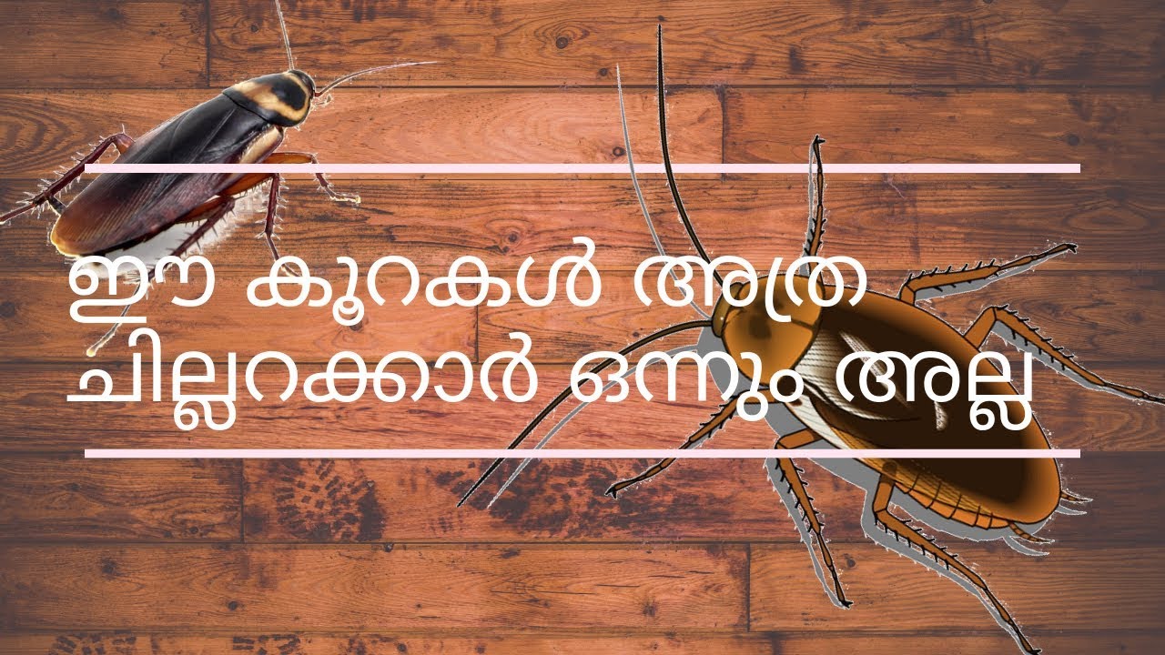 Cockroaches are way smarter than you think | Malayalam | ഈ പാറ്റകള് ...