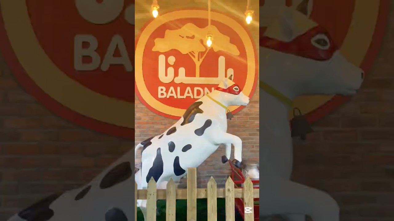 Baladna farm - pride of Qatar 🇶🇦 Milk extraction from cow 🐄 