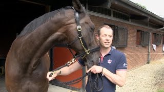 Horse overcomes career ending injury for Rio 2016