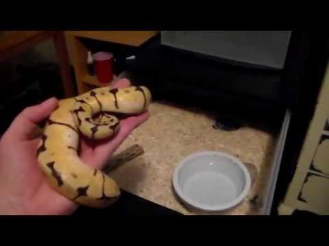 Handling, taming, holding aggressive snake. (with Hook training tips)