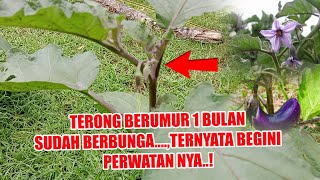 TERONG UNGU UMUR 1 BULAN SUDAH BERBUNGA, BEGINI CARA NYA!!
