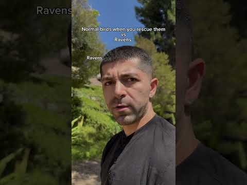 Normal birds when you rescue them vs ravens. #shorts #skit #funny
