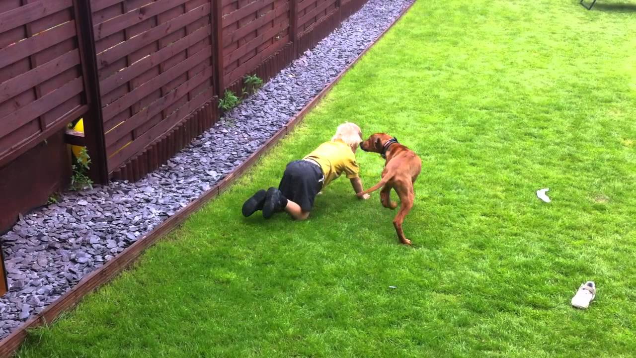 Rhodesian ridgeback attacks my son! - YouTube
