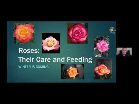 Video: Impara la differenza tra rose in miniatura e rose miniflora