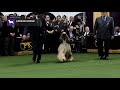 Afghan Hounds | Breed Judging 2019