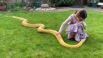 6 year old shepherding 14ft Reticulated Python