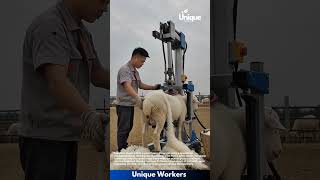 The Wool Just Would Not Stop Coming