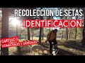 🍄 CÓMO IDENTIFICAR las setas comestibles, toxicas y mortales - GUÍA COMPLETA.