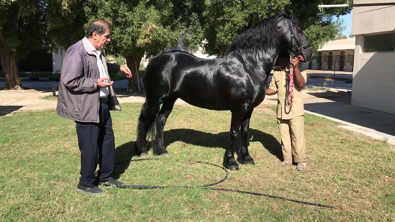 المغص في الخيل