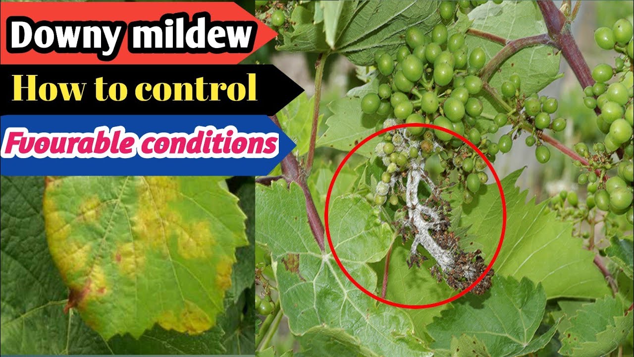 How To Control Downy Mildew Attack On Grapes Hindi Grapes Farming How To Control Downy Mildew Attack On Grapes Hindi Grapes Farming