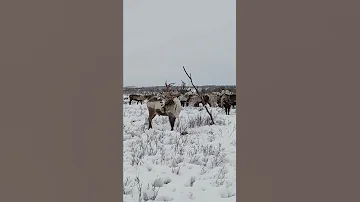 У оленя ободралась шкура и висит на голове.