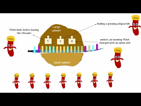تصویری: تعریف RNA ریبوزومی چیست؟