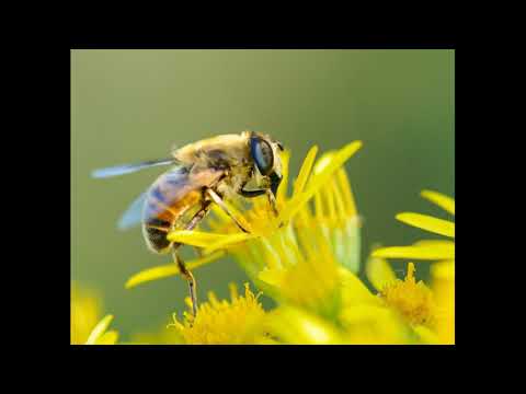 Hermitude - The Buzz feat. G-Ness (Workout Remix)