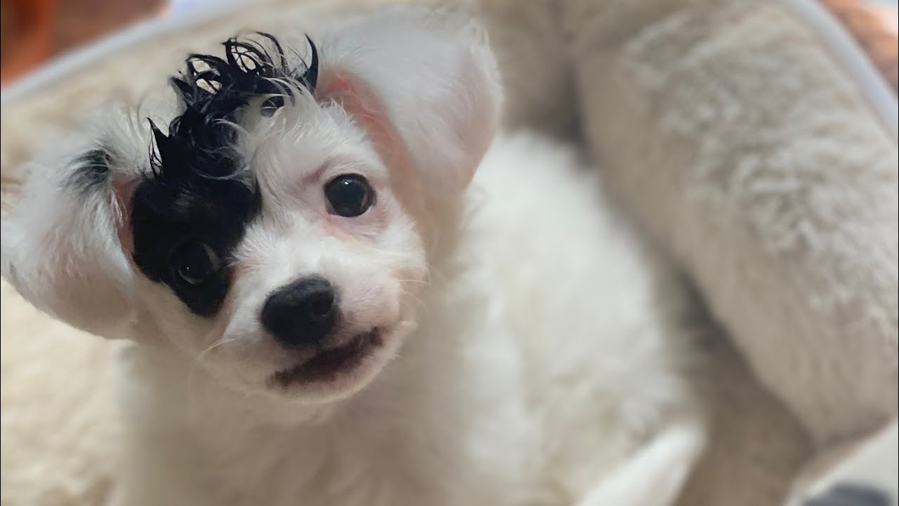 14 week Rome The Chipoo/Poochi puppy talking back! - YouTube