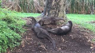 3 Smooth Coated Otters Grooming Themselves.