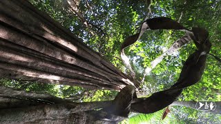 Forest types of Suriname: High dryland forests at Tonka Island (trees)