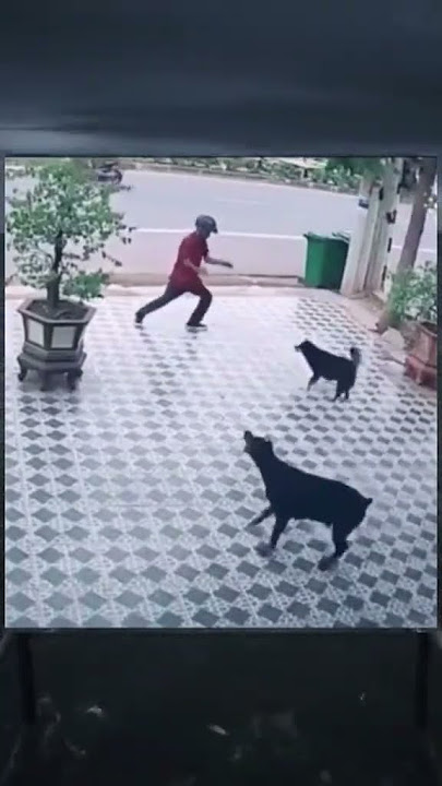 ANJING GILA VS ORANG GILA