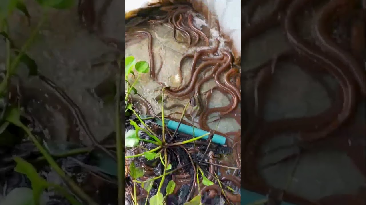 How to Feed Swamp Eels So Easy 