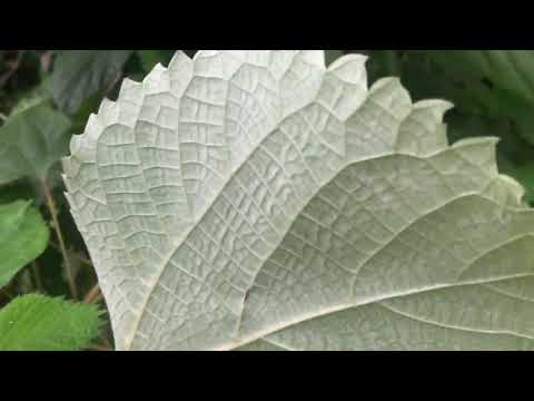 Video Củ gai: Vị thuốc giúp an thai, cầm máu - youtube