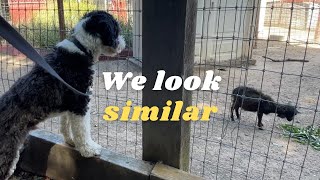 A Half Sheepdog Meets a Sheep for the First Time by Cosmo the Mini Sheepadoodle 2,475 views 11 months ago 59 seconds