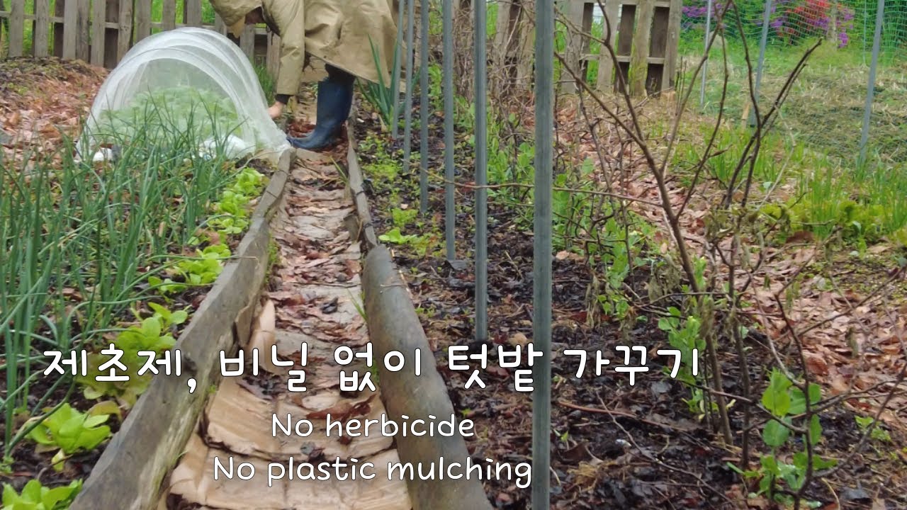 Как управлять травой по культурам / Посадка помидоров огурцов тыквы