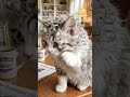 Who Knew a Cat Could Have Better Hair Than You? 😹 #shorts #curlycat
