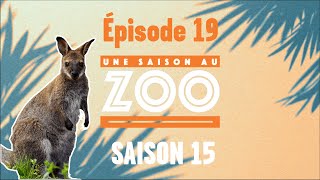 Un Nouvel Enclos Pour Les Wallabies Et Les Kangourous S15E19 Integral