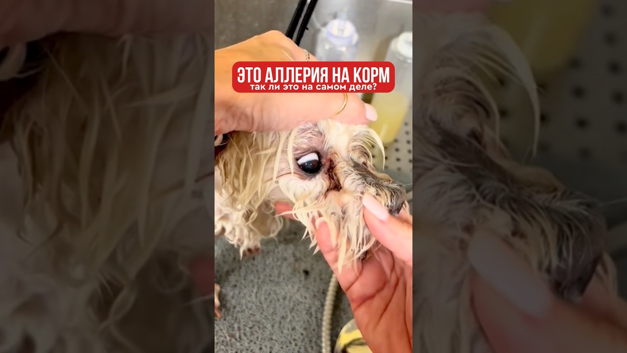 Как избавиться от слезных дорожек? Арт. Wb: 