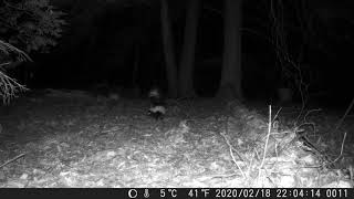 Skunk vs Fox
