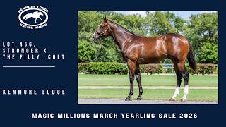 Lot 456 Stronger x The Filly Colt from Kenmore Lodge
