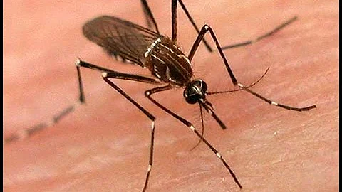 Twenty-first Century Threats: Malaria - Professor ...