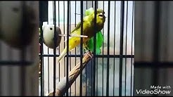 Manteb Suara burung kenari yorkshire gacor kicau panjang  - Durasi: 12:13. 