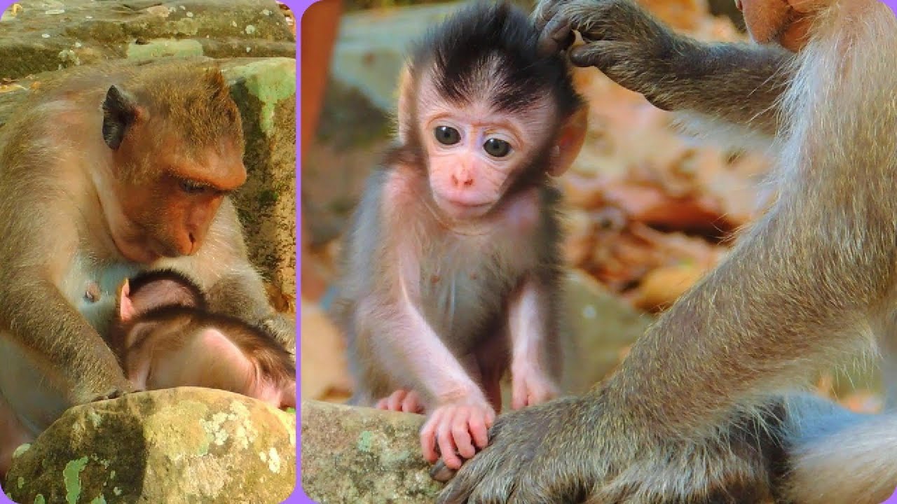 The Best Collection Summary Clip: Adorable baby monkey with mother ...