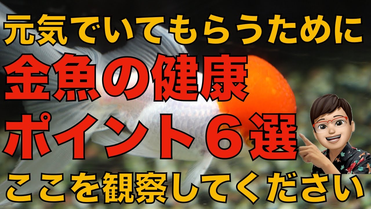金魚の健康をチェックするポイント６選を紹介します