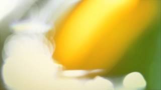 light leak 11 - free HD transition footage