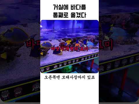 거실에 바다를 통째로 옮겼다 thumbnail