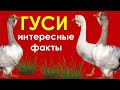 Гуси. Интересные факты. #shorts