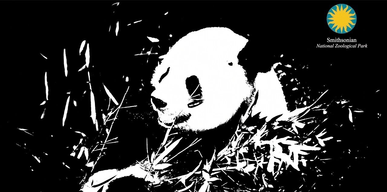 Mei Xiang's Ultrasound at the Smithsonian National Zoo