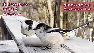 “Willow tit vs Longtailed tit, tiny Kawaii battle.“  Mar 0910 2021 [Today's cute KAWAII visitors]