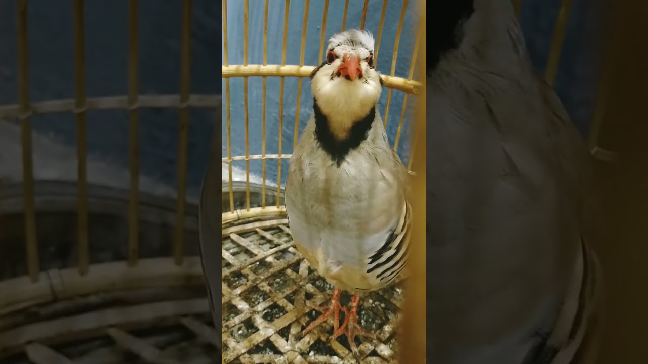 male chakor hunting voice.and female chakor voice