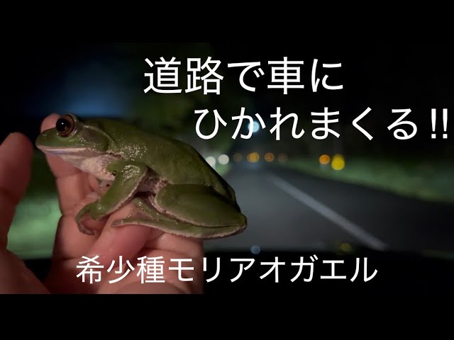 カエルになります。 他の方は落札してもキャンセルさせて頂きます。 ART IN GASHAPON カエルの弥勒菩薩像と阿修羅像 | ナムコパークス