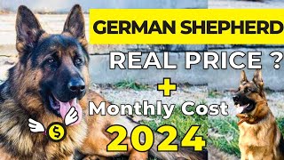 German Shepherd Price In India 2024 | German Shepherd Price and Monthly Expenses