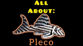 All About The Pleco Fish
