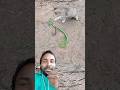 वीडियो में दिखने वाला हालत हरा कलर का साथ #snake #ajagar #marriageproposals