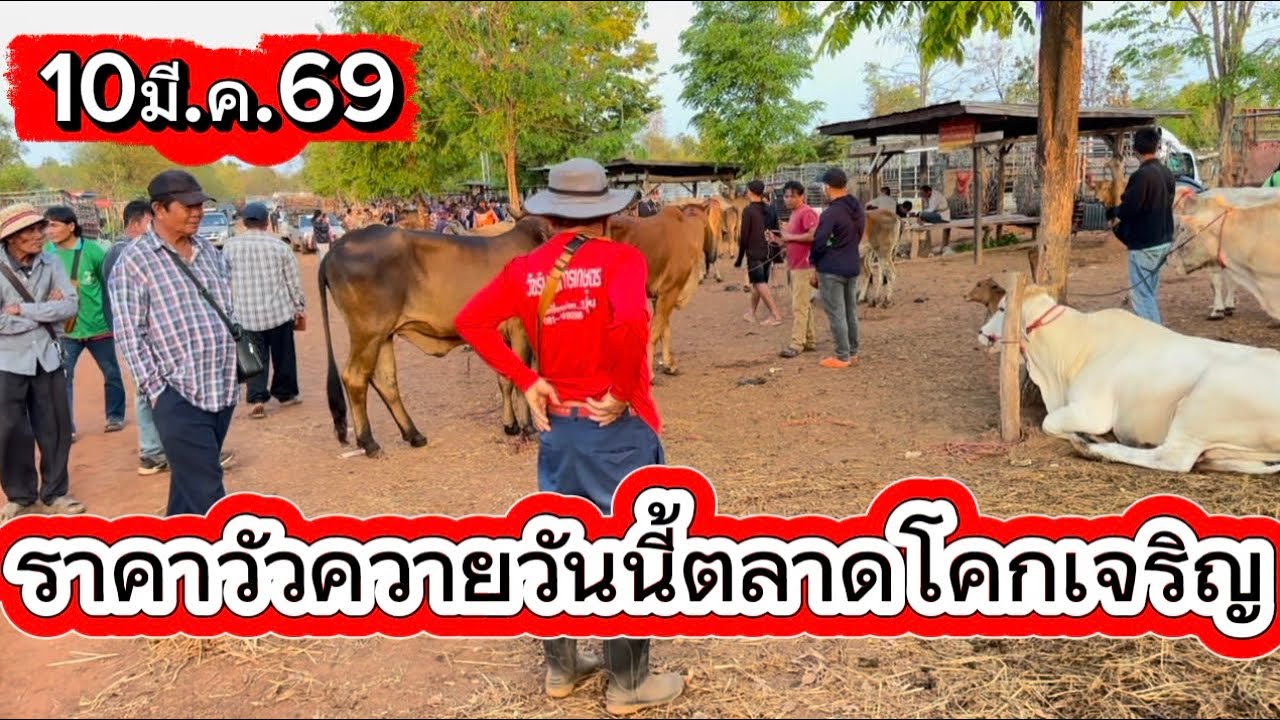 ราคาวัวควายวันนี้ตลาดโคกเจริญ อ.สว่างแดนดิน จ.สกลนคร #ราคาวัววันนี้ 10/3/69
